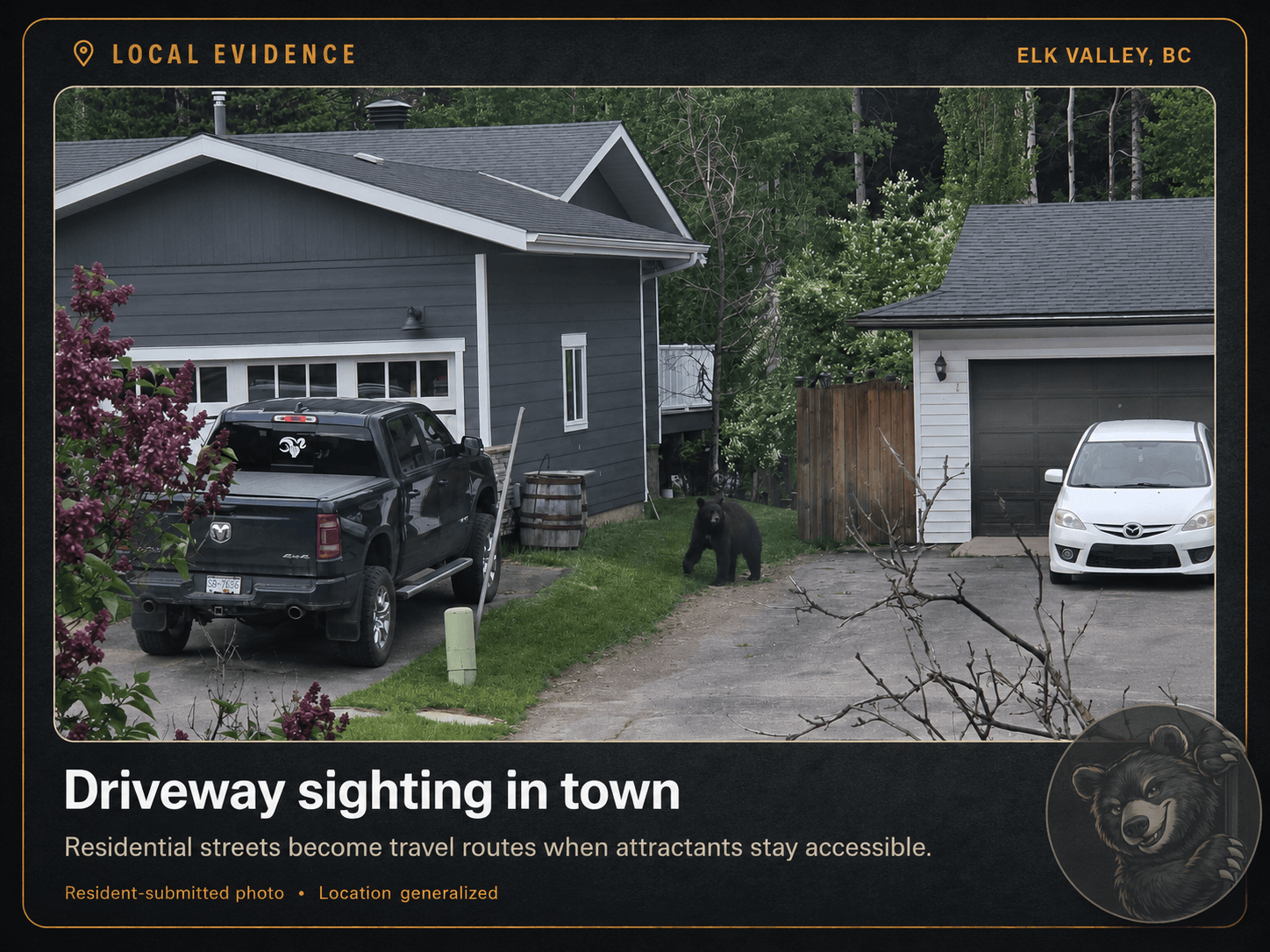 A bear crossing a residential driveway between two homes in town.