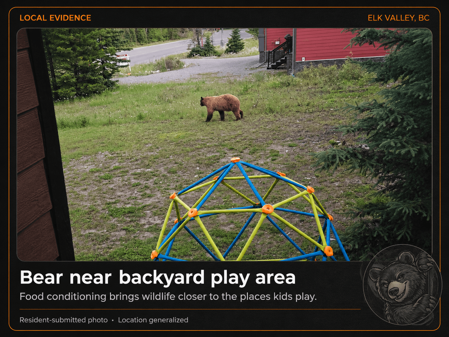 A bear grazing in a backyard a few metres from a children's climbing dome.