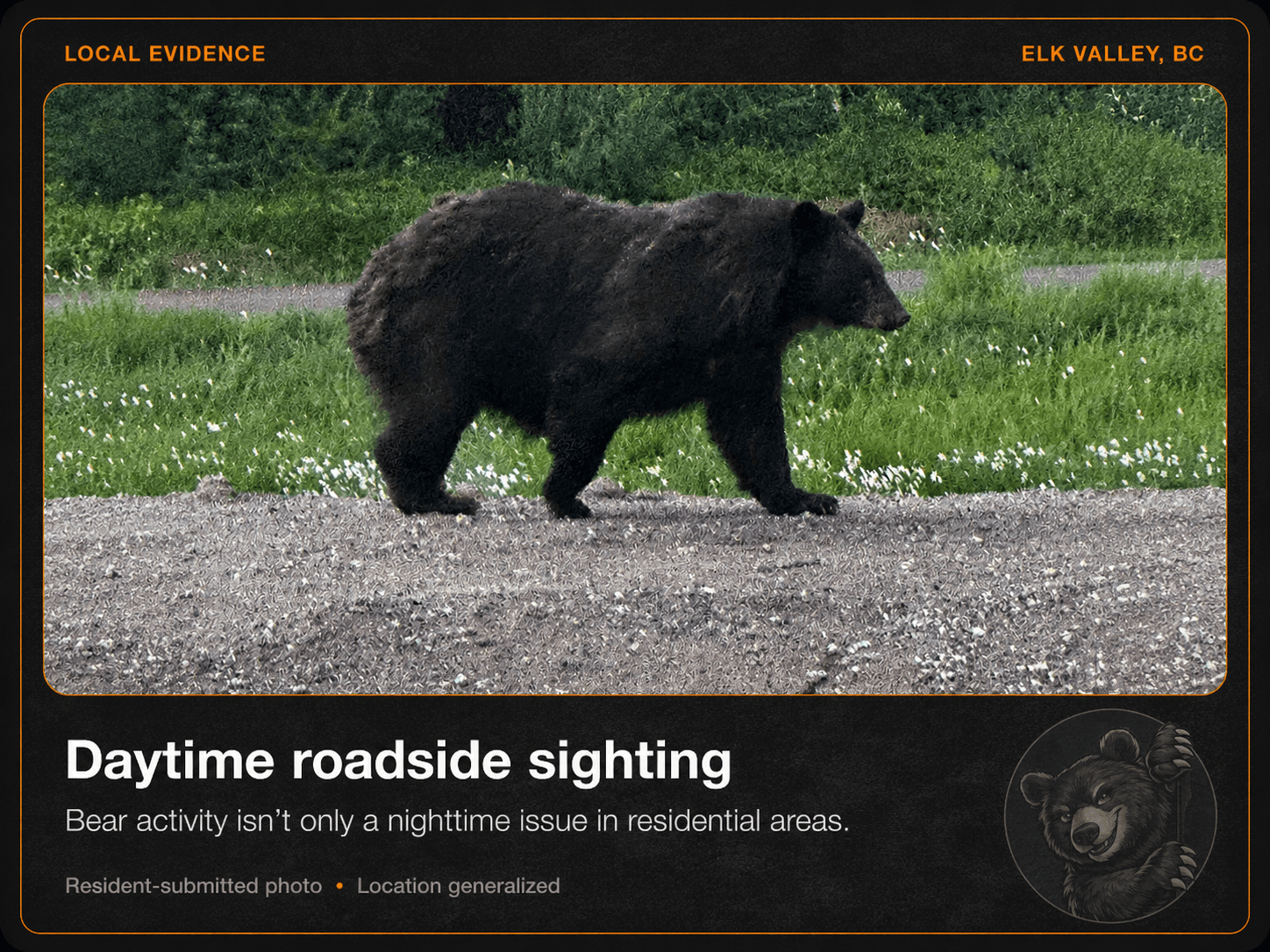 A black bear walking along a gravel roadside in daylight near an Elk Valley residential area.